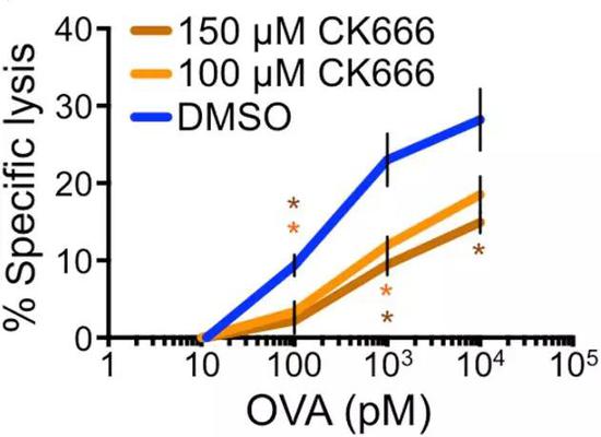 CK666作用下，T细胞对靶细胞裂解能力明显下降